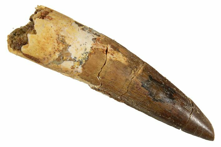 Fossil Spinosaurus Tooth - Real Dinosaur Tooth #344581